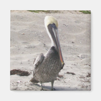 Pelican Magnet