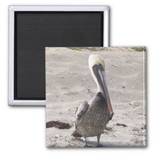 Pelican Magnet