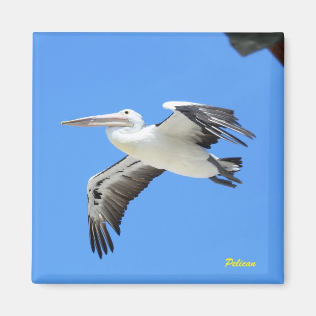 Pelican Magnet (Front)