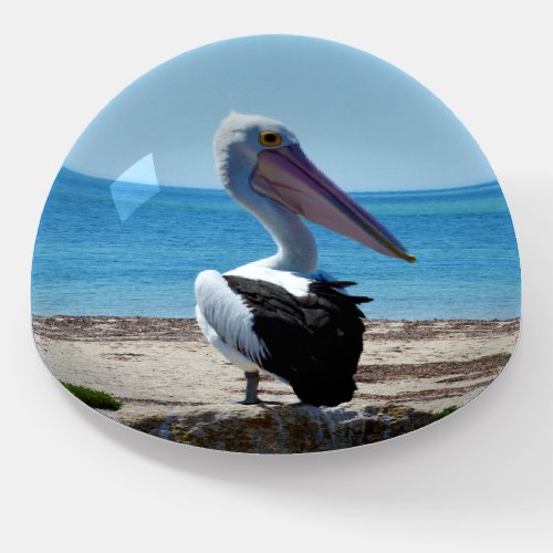 Pelican On A Beach Rock Paperweight