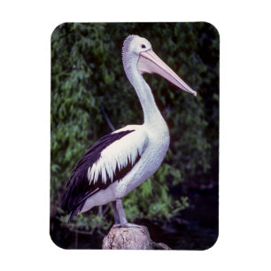 Pelican on a branch, Tasmania - Australia Magnet