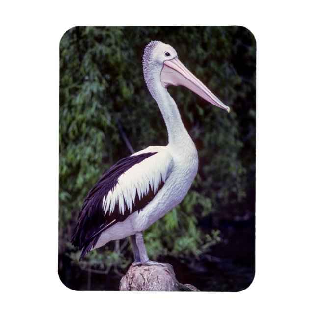 Pelican on a branch, Tasmania - Australia Magnet (Vertical)