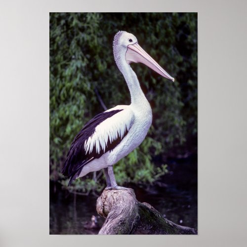 Pelican on a branch Tasmania _ Australia Poster