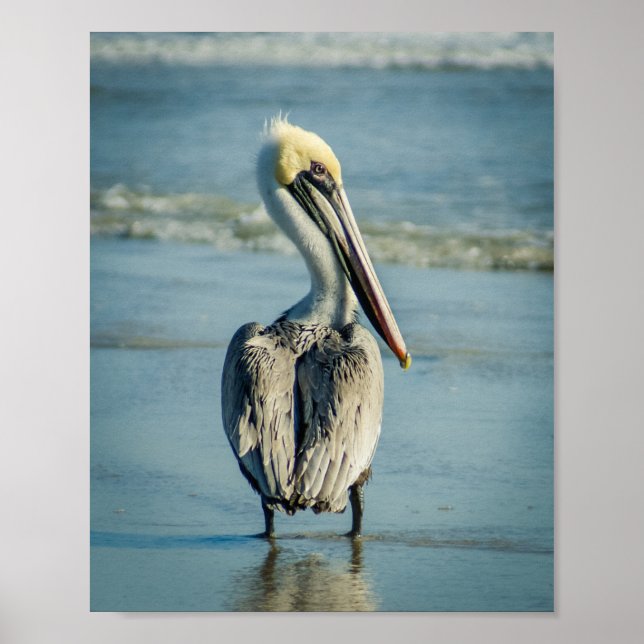 Pelican on a Florida Beach Poster Print (Front)