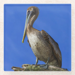 Pelican on a limb glass coaster
