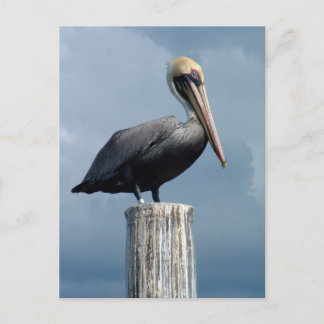 Pelican on a Piling 1. Postcard