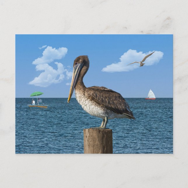 Pelican on a Post Postcard (Front)