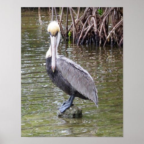 Pelican on A Rock Poster