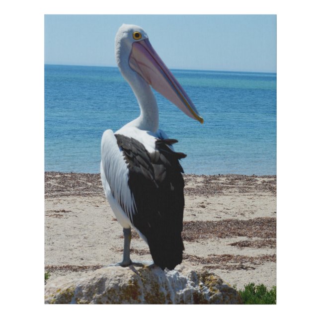 Pelican On Beach Rocks, Faux Canvas Print  (Front)