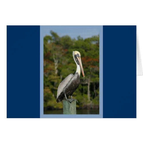 Pelican on Blue