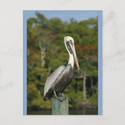 Pelican on Blue Postcard