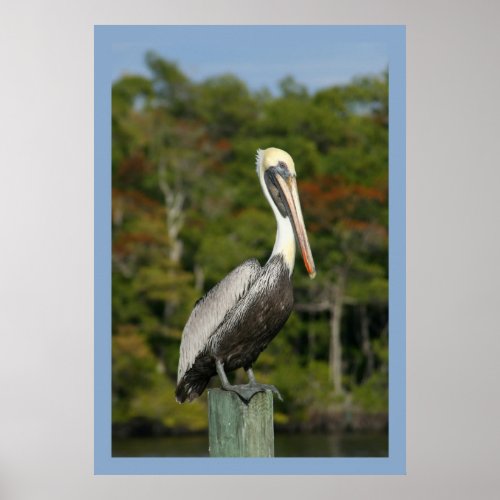 Pelican on Blue Poster