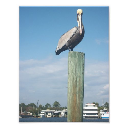Pelican on Dock Pole Photo Print