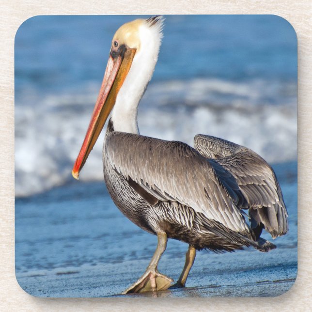 Pelican on the Beach Beverage Coaster (Front)
