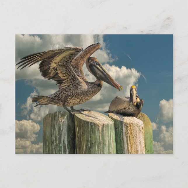 Pelican Parodies Florida Wildlife Postcard (Front)