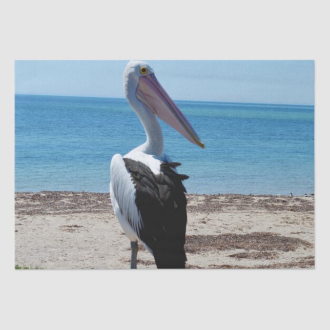 Pelican Perched On A Beach Rock, Tissue Paper (Front)