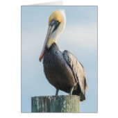 Pelican perched on pylon (Front)