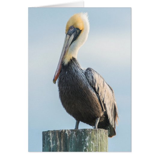 Pelican perched on pylon (Front)