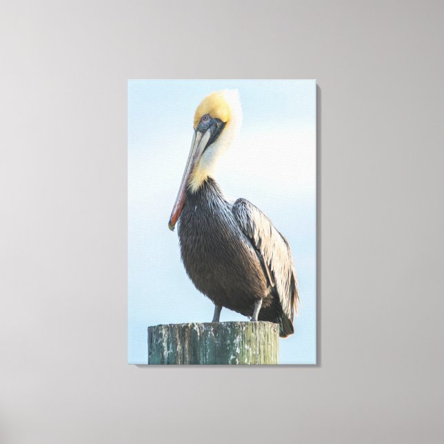 Pelican perched on pylon canvas print (Front)