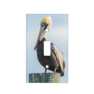 Pelican perched on pylon light switch cover
