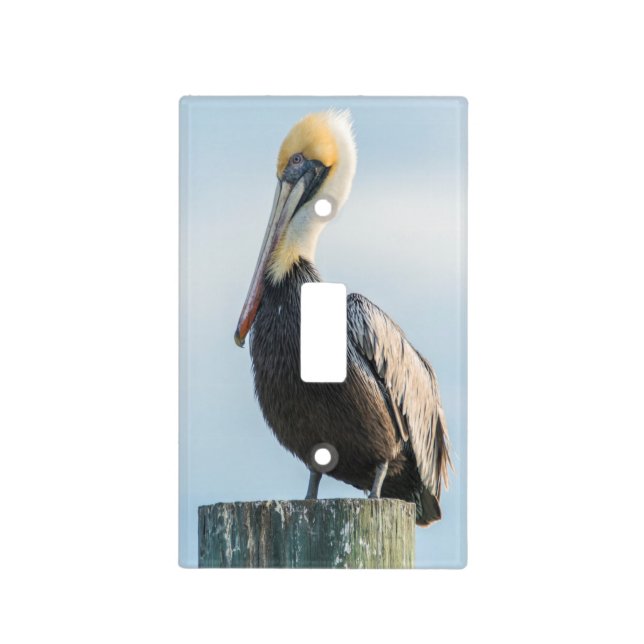 Pelican perched on pylon light switch cover (Front)