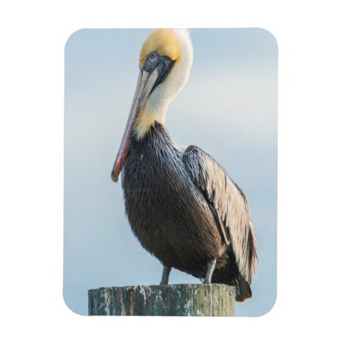 Pelican perched on pylon magnet