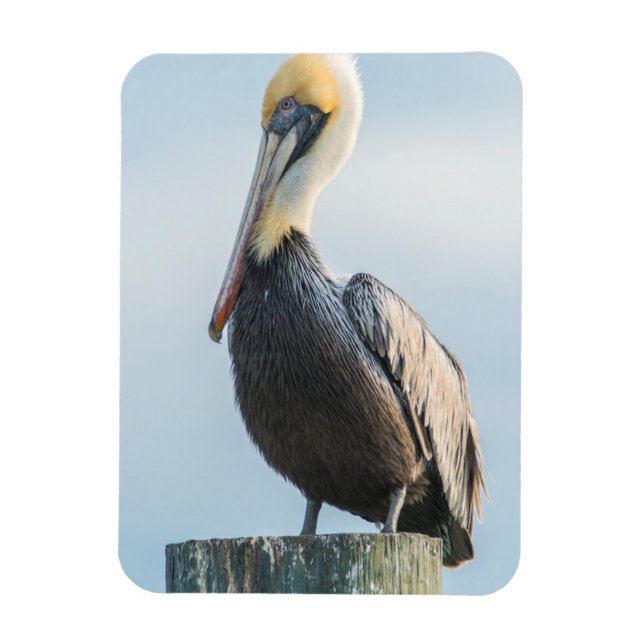 Pelican perched on pylon magnet (Vertical)
