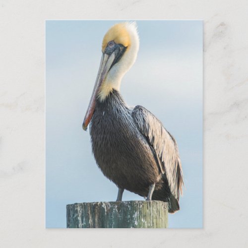 Pelican perched on pylon postcard