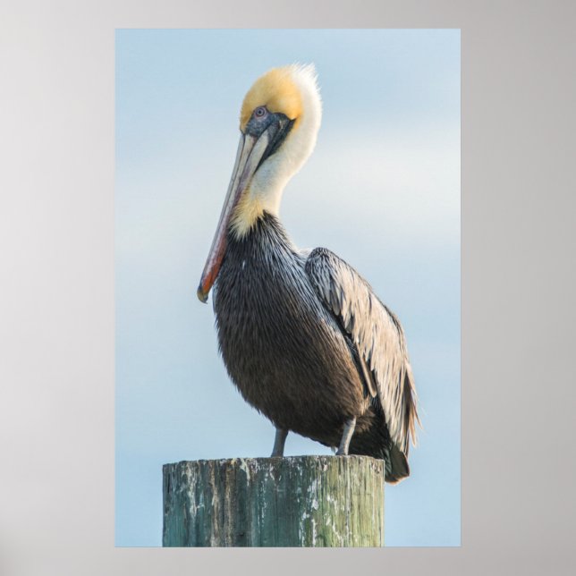Pelican perched on pylon poster (Front)