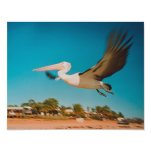 Pelican Photo Print
