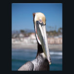 Pelican Photo Print<br><div class="desc">A colorful pelican at the Oceanside pier.</div>