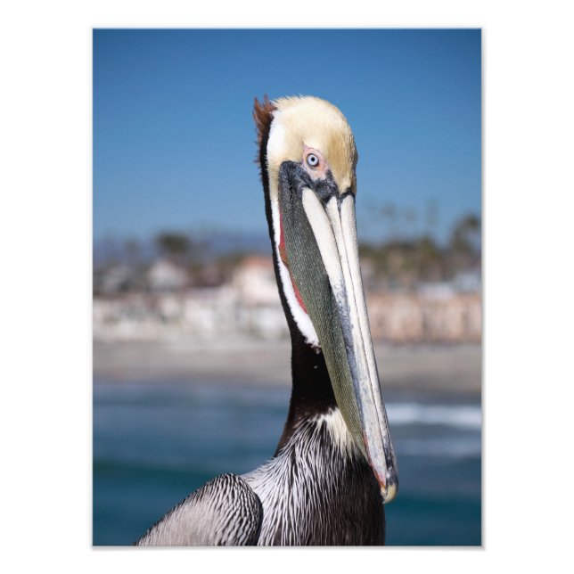 Pelican Photo Print (Front)