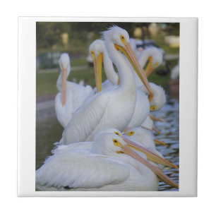 Pelican Pile Tile