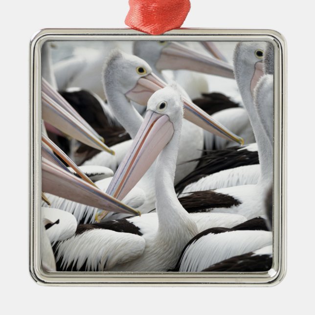 Pelican Pod Metal Ornament (Front)