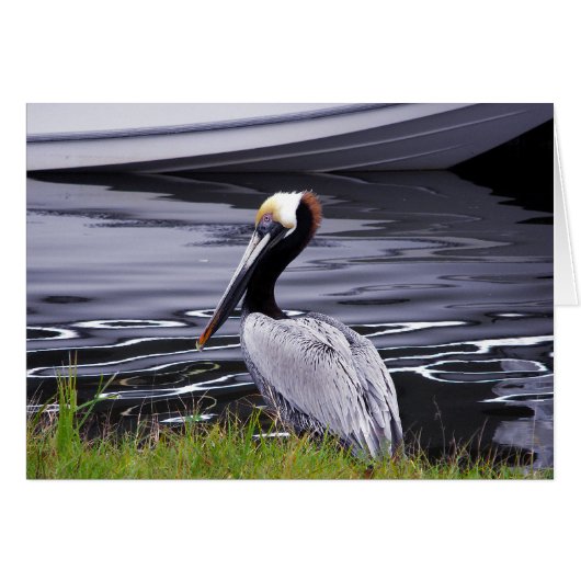Pelican Poser Cards (Front Horizontal)