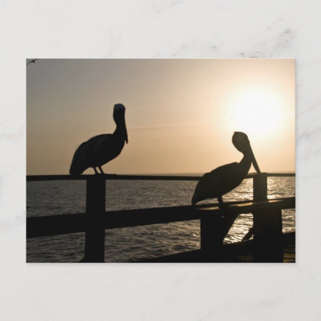 Pelican Post Card (Front)