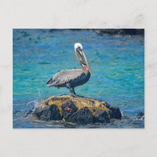 Pelican Postcard