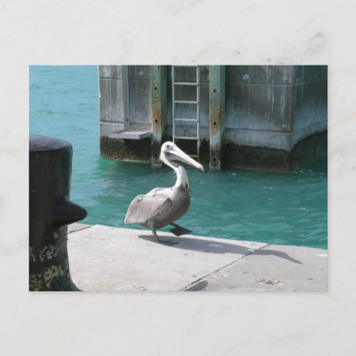 Pelican Postcard