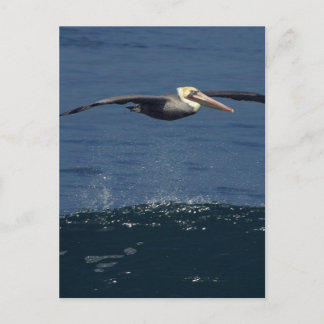 Pelican Postcard