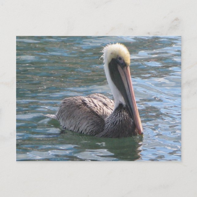 Pelican Postcard (Front)