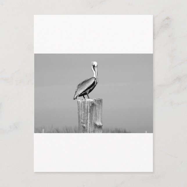 pelican postcard (Front)