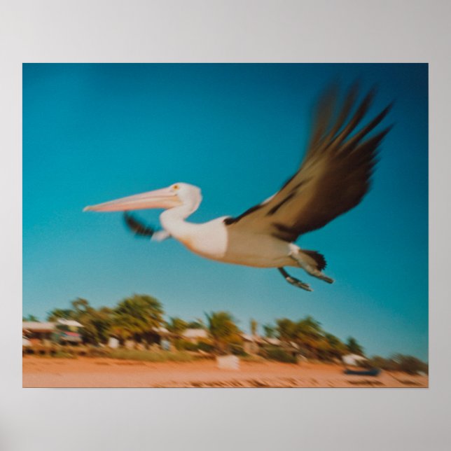 Pelican Poster (Front)