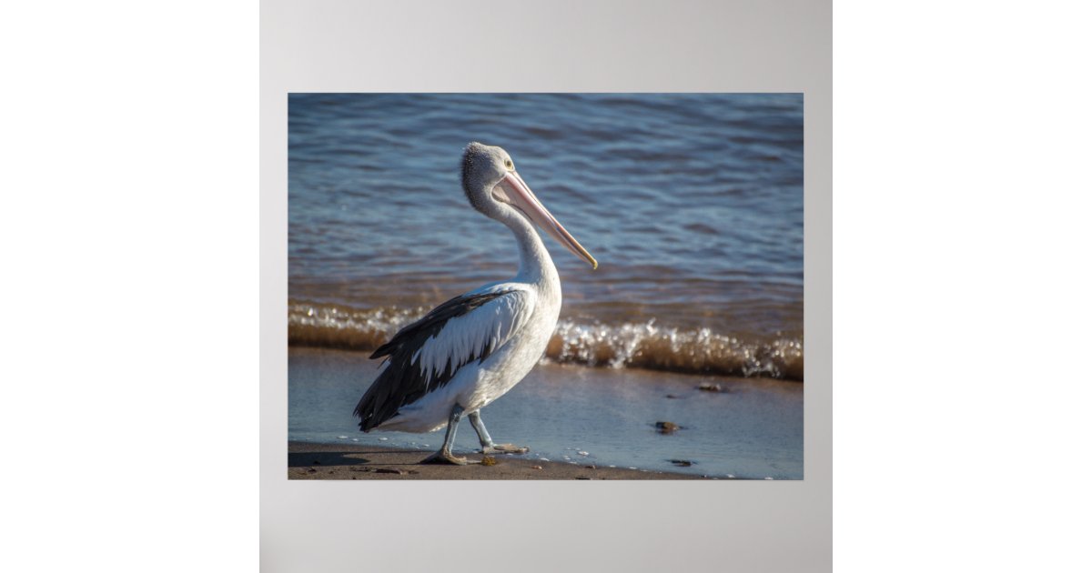 Pelican Poster | Zazzle