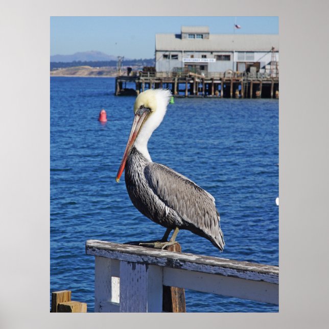 Pelican Print (Front)