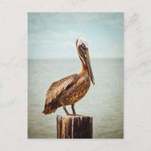 Pelican products postcard