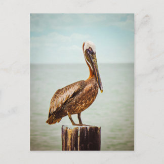 Pelican products postcard