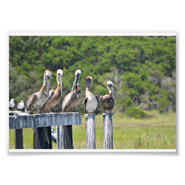 Pelican Rest Photo Print (Front)
