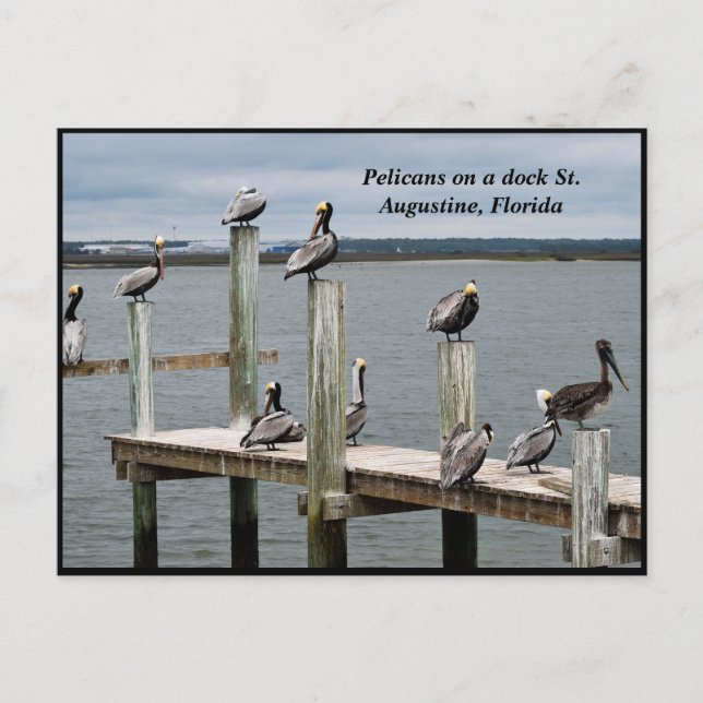 Pelican resting on a dock holiday postcard (Front)