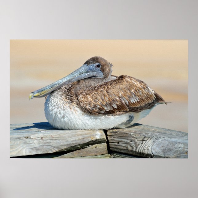 Pelican resting on fishing pier poster (Front)