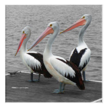 Pelican Sea Bird Minimalist Color Pop Photography